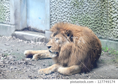 躺著的雄獅 127749174