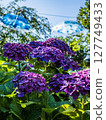 hydrangea   127749433
