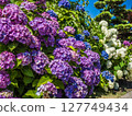 Colorful hydrangea 127749434