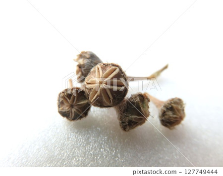 Densam Seed Pot Densam Seed Pot 127749444
