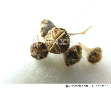 Densam Seed Pot Densam Seed Pot 127749445