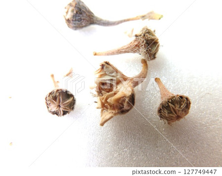 Densam Seed Pot Densam Seed Pot 127749447