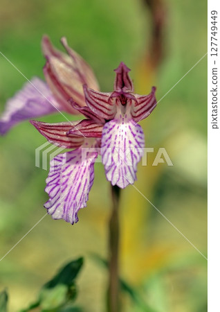 Butterfly orchid (Orchis papilionacea), Crete Butterfly orchid (Orchis papilionacea), Crete 127749449