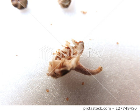 Densam Seed Pot Densam Seed Pot 127749450