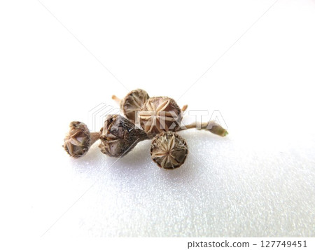 Densam Seed Pot Densam Seed Pot 127749451