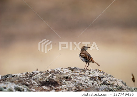 Berthelots Pipit juvenile Anthus berthlotii madeirensis, Madeira Berthelots Pipit juvenile Anthus berthlotii madeirensis, Madeira 127749456