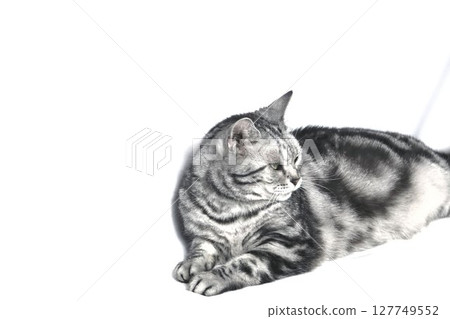 Cat  127749552
