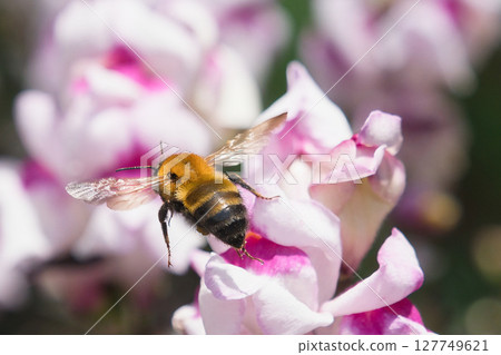 A bee on a flower 127749621