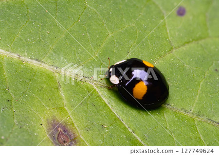 Ladybug resting on a leaf Ladybug resting on a leaf 127749624