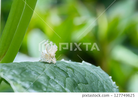 A flycatcher resting on a hydrangea leaf A flycatcher resting on a hydrangea leaf 127749625