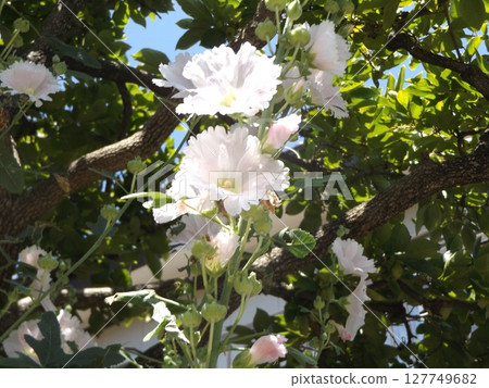 Beautiful white hollyhock flowers 127749682