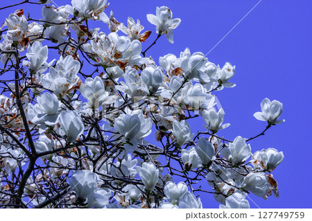 Haku Mokren Haku Mokren 127749759