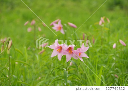 Himesa lily flowers blooming in the Himesa lily colony at Takashimizu Natural Park, Fukushima Prefecture Ver2 127749812