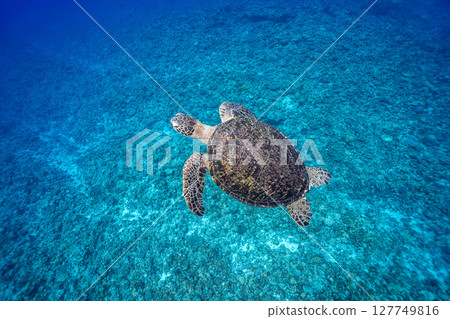 Sea turtle swimming elegantly Sea turtle swimming elegantly 127749816