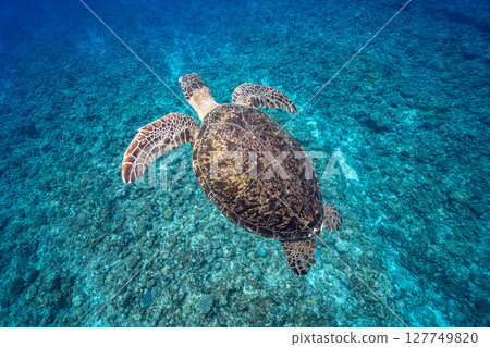 海龜優雅地游泳 海龜優雅地游泳 127749820