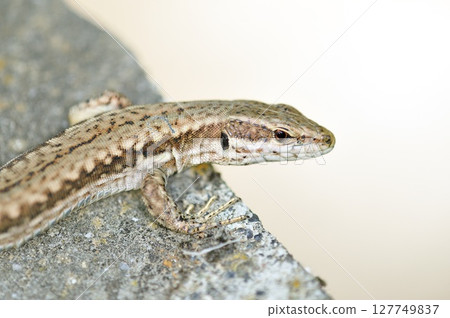 Common Wall Lizard (Podarcis muralis) on the Grammos Mountain, northwestern Greece Common Wall Lizard (Podarcis muralis) on the Grammos Mountain, northwestern Greece 127749837