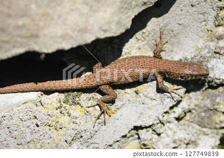 Dalmatian Algyroides (Algyroides nigropunctatus) on the Grammos Mountain, northwestern Greece Dalmatian Algyroides (Algyroides nigropunctatus) on the Grammos Mountain, northwestern Greece 127749839