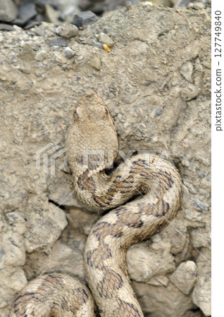 Nose-horned viper (Vipera ammodytes), Greece  127749840