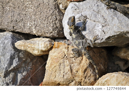 Sling-Tailed Agama (Laudakia stellio), Kos 127749844