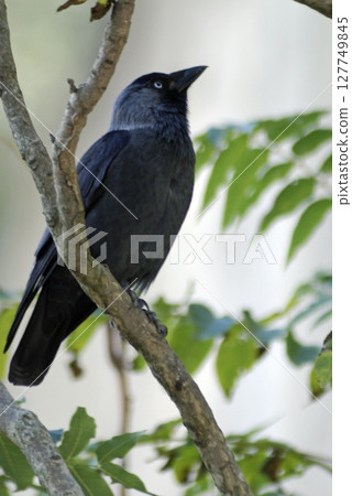 Eurasian Jackdaw (Corvus monedula), Greece 127749845