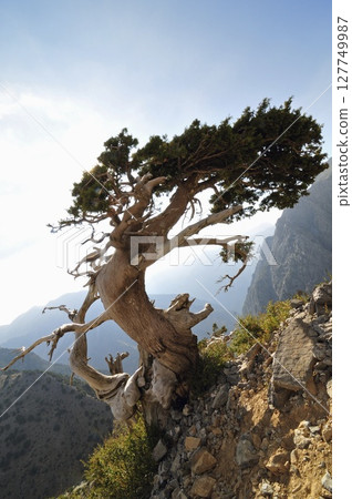 Mediterranean cypress Cupressus sempervirens horizontalis, Crete 127749987