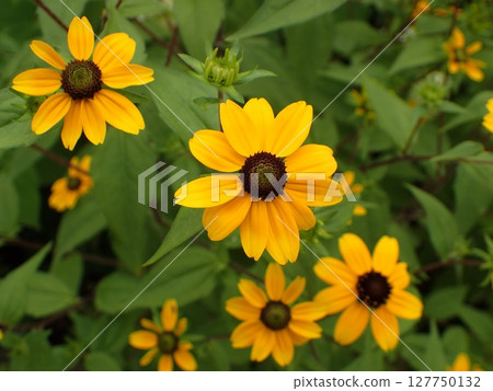 金光菊花 127750132