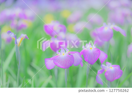 鳶尾花盛開的日本風景 127750262