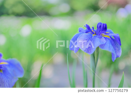Japanese landscape with blooming irises 127750279
