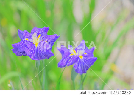 Japanese landscape with blooming irises Japanese landscape with blooming irises 127750280