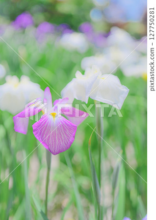 Japanese landscape with blooming irises 127750281