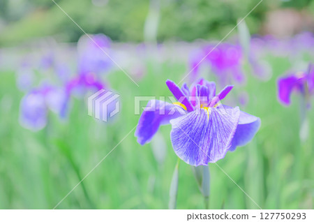 Japanese landscape with blooming irises 127750293