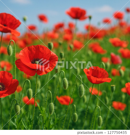 Poppy flowers Poppy flowers 127750435