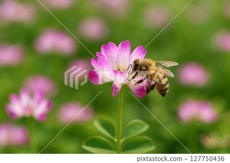 Range and honey bees Range and honey bees 127750436