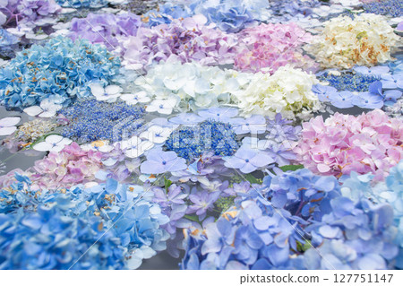 久遠寺 - 繡球花牆 久遠寺 - 繡球花牆 127751147