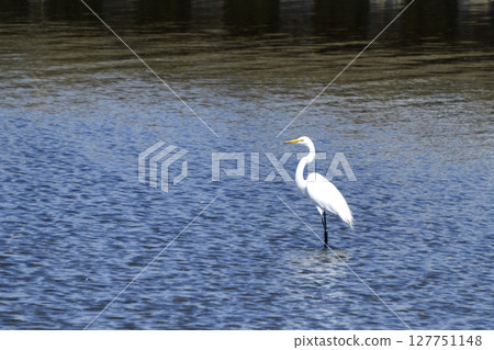 大白鷺尋找小魚 127751148