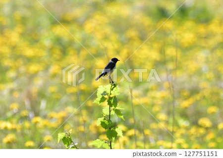 A stonechat resting on a flower in the grassland A stonechat resting on a flower in the grassland 127751151