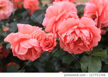 A red rose A red rose 127751348