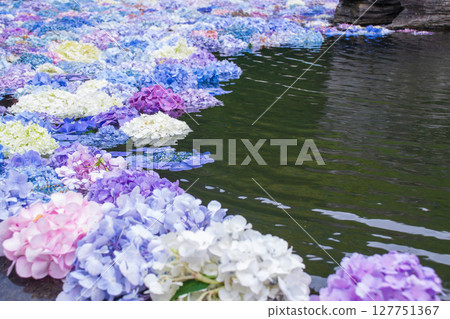 Kyuanji Temple - Hydrangea Wall Kyuanji Temple - Hydrangea Wall 127751367
