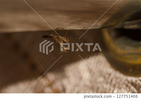 Praying mantis nymph. Praying mantis nymph. 127751408