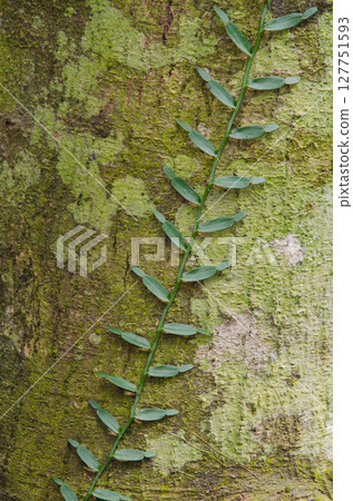 Pothos sp. on a tree trunk. Pothos sp. on a tree trunk. 127751593