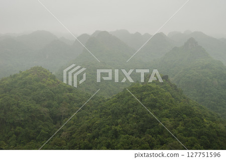 Rainforest in the fog. 127751596