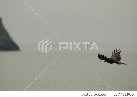 Black kite in flight. 127751900