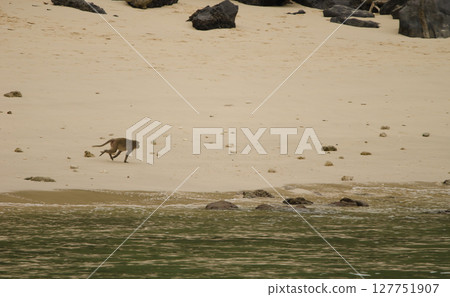 Rhesus macaque running. 127751907