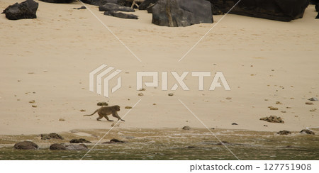 Rhesus macaque running. Rhesus macaque running. 127751908