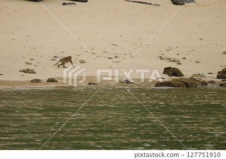Rhesus macaque walking. Rhesus macaque walking. 127751910