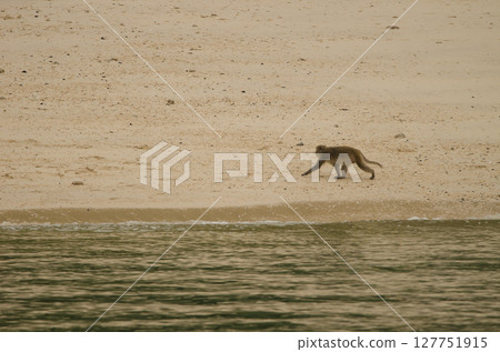Rhesus macaque walking. Rhesus macaque walking. 127751915