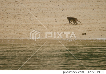 Rhesus macaque on the beach. Rhesus macaque on the beach. 127751919