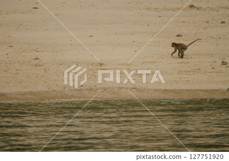Young rhesus macaque. Young rhesus macaque. 127751920
