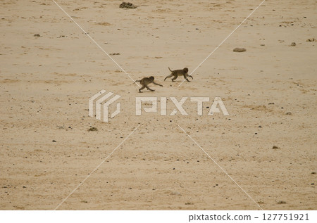 Young rhesus macaques. Young rhesus macaques. 127751921