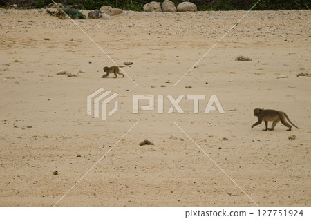 Rhesus macaques on the beach. Rhesus macaques on the beach. 127751924